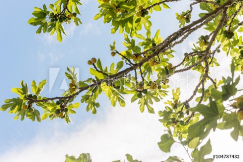 Picture of Green fig fruits on branches 